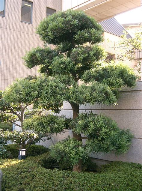 家有羅漢松 一世不會窮|Podocarpus macrophyllus